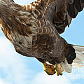 European Flying Sea Eagle 2 Photograph by Heiko Koehrer-Wagner European Flying Sea Eagle 2 Photograph by Heiko Koehrer-Wagner