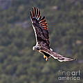 European Flying Sea Eagle 4 Photograph by Heiko Koehrer-Wagner European Flying Sea Eagle 4 Photograph by Heiko Koehrer-Wagner