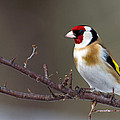 European Goldfinch Photograph by Torbjorn Swenelius European Goldfinch Photograph by Torbjorn Swenelius