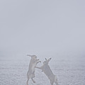 European Hares Boxing Photograph by Elliott Neep European Hares Boxing Photograph by Elliott Neep