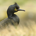 European Shag Farne Islands Uk Photograph by Marianne Brouwer European Shag Farne Islands Uk Photograph by Marianne Brouwer