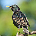 European Starling in a Tree Photograph by Jeff Goulden European Starling in a Tree Photograph by Jeff Goulden
