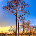 Everglades at Sunset Photograph by Debra and Dave Vanderlaan Everglades at Sunset Photograph by Debra and Dave Vanderlaan