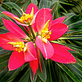 Exotic Red Flower by Joan Reese Exotic Red Flower by Joan Reese