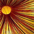 Exploding Sun Photograph by Rick Locke - Out of the Corner of My Eye Exploding Sun Photograph by Rick Locke - Out of the Corner of My Eye