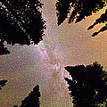 Eye of The Forest Photograph by James BO Insogna Eye of The Forest Photograph by James BO Insogna