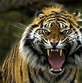 Eyes of the Tiger Photograph by Michael Dawson Eyes of the Tiger Photograph by Michael Dawson