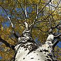 Fall Aspen by Frank Madia Fall Aspen by Frank Madia