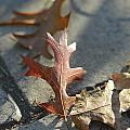 Autumn Oak Leaves on sidewalk Photograph by Valerie Collins Autumn Oak Leaves on sidewalk Photograph by Valerie Collins