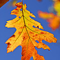 Fall oak leaf by Elena Elisseeva Fall oak leaf by Elena Elisseeva