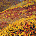 Fall Tundra And First Snow Photograph by Yva Momatiuk John Eastcott Fall Tundra And First Snow Photograph by Yva Momatiuk John Eastcott