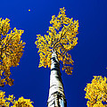 Falling Leaf Photograph by Chad Dutson Falling Leaf Photograph by Chad Dutson