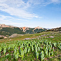 False Hellebore in the Evening Light Photograph by Jeff Goulden False Hellebore in the Evening Light Photograph by Jeff Goulden
