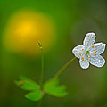 False Rue Anemone Photograph by Robert Charity False Rue Anemone Photograph by Robert Charity