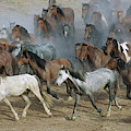 Family Band Of Mustangs Photograph by Yva Momatiuk and John Eastcott Family Band Of Mustangs Photograph by Yva Momatiuk and John Eastcott