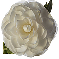 Fancy White Camellia Photograph by Endre Balogh Fancy White Camellia Photograph by Endre Balogh