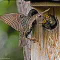 Feeding Starlings Photograph by Torbjorn Swenelius Feeding Starlings Photograph by Torbjorn Swenelius