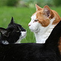 Feline Friends Photograph by Valerie Collins Feline Friends Photograph by Valerie Collins