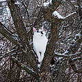 Felis Silvestris Catus in Winter Photograph by Theresa Tahara Felis Silvestris Catus in Winter Photograph by Theresa Tahara