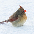 Female Cardinal Photograph by Holden The Moment Female Cardinal Photograph by Holden The Moment