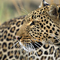 Female Leopard Portrait Masai Mara Photograph by Yva Momatiuk John Eastcott Female Leopard Portrait Masai Mara Photograph by Yva Momatiuk John Eastcott