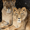 Female Lions Photograph by Ann Bridges Female Lions Photograph by Ann Bridges