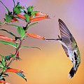 Female Ruby-throated Hummingbird by Animal Images Female Ruby-throated Hummingbird by Animal Images