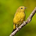 Female Yellow Warbler Photograph by Jeff Goulden Female Yellow Warbler Photograph by Jeff Goulden