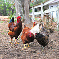 Fence Line Chickens by Scott Hansen