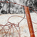 Fence by Steven Ralser Fence by Steven Ralser
