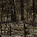Fence In The Woods Photograph by Frank J Casella Fence In The Woods Photograph by Frank J Casella