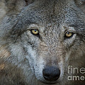 Fenris... Photograph by Nina Stavlund Fenris... Photograph by Nina Stavlund