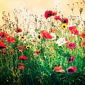 Field of Poppy's Photograph by Spikey Mouse Photography Field of Poppy's Photograph by Spikey Mouse Photography