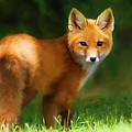 Fiery Fox Painting by Christina Rollo Fiery Fox Painting by Christina Rollo