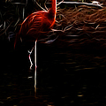 Fire Flamingo Photograph by Weston Westmoreland Fire Flamingo Photograph by Weston Westmoreland