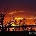Fire in the Sky Photograph by Blair Stuart Fire in the Sky Photograph by Blair Stuart