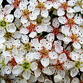 Fire Thorn Tree. by Joyce Woodhouse Fire Thorn Tree. by Joyce Woodhouse