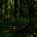 Firefly Magic Photograph by Stacy Abbott