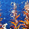 Fireweed Flower by Heiko Koehrer-Wagner Fireweed Flower by Heiko Koehrer-Wagner