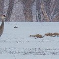First Sighting Photograph by Kevin Dietrich