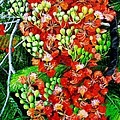 Flamboyant in Bloom by Karin Dawn Kelshall- Best Flamboyant in Bloom by Karin Dawn Kelshall- Best