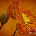 Flaming Beauty Photograph by Heiko Koehrer-Wagner Flaming Beauty Photograph by Heiko Koehrer-Wagner