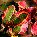 Flaming Leaves by Shane Bechler Flaming Leaves by Shane Bechler