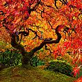 Flaming Maple Photograph by Darren White Flaming Maple Photograph by Darren White