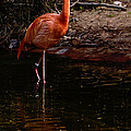 Flamingo at rest. Photograph by Weston Westmoreland Flamingo at rest. Photograph by Weston Westmoreland