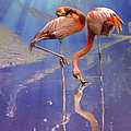 Flamingo Fantasy Lights Photograph by Bill and Linda Tiepelman Flamingo Fantasy Lights Photograph by Bill and Linda Tiepelman