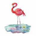Flamingo Pose by Amy Kirkpatrick Flamingo Pose by Amy Kirkpatrick