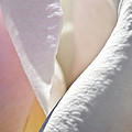 Flamingo rose by Heiko Koehrer-Wagner Flamingo rose by Heiko Koehrer-Wagner