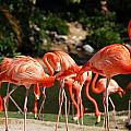Flamingos Photograph by Aimee L Maher ALM GALLERY Flamingos Photograph by Aimee L Maher ALM GALLERY