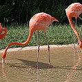 3 Flamingos drinking water Photograph by Valerie Collins 3 Flamingos drinking water Photograph by Valerie Collins